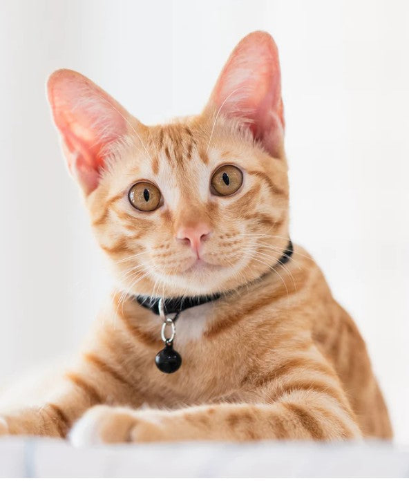 Collier anti-étranglement pour chat