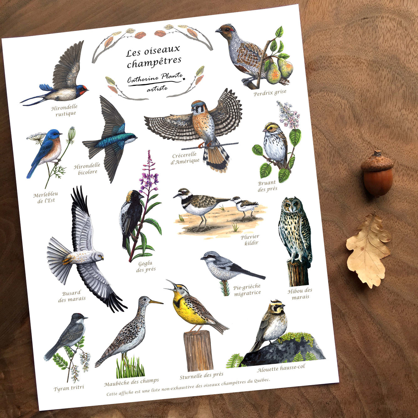 Affiche Éducative - Les oiseaux champêtres 10 x 8 po ou 16 x 12 po