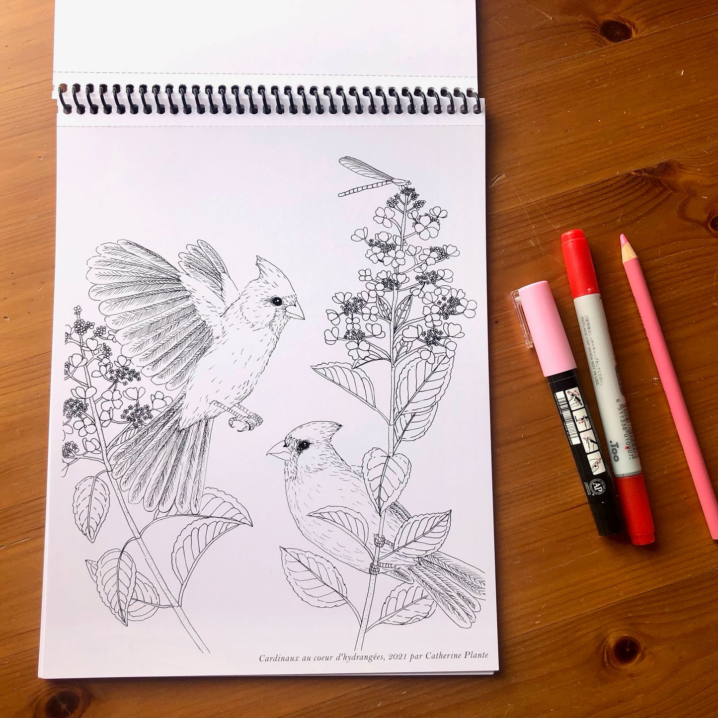 Cahier à colorier - Oiseaux de nos jardins
