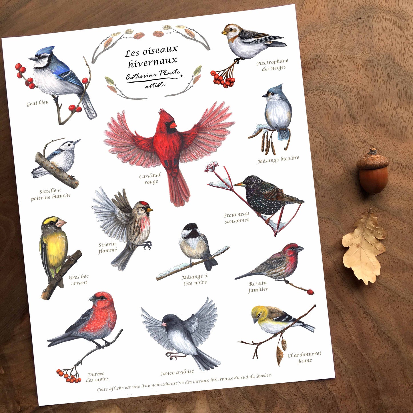 Affiche Éducative - Les oiseaux hivernaux 10 x 8 po ou 16 x 12 po