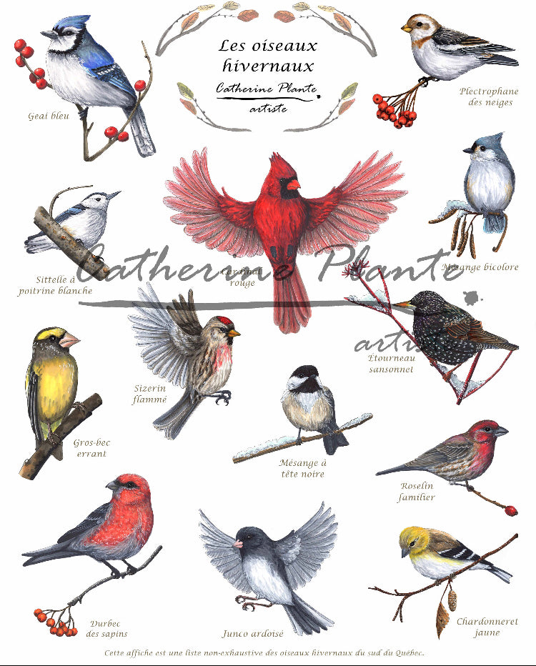 Affiche Éducative - Les oiseaux hivernaux 10 x 8 po ou 16 x 12 po