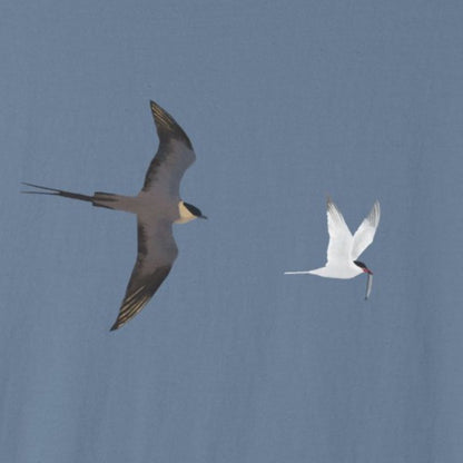 T-shirt unisexe - Labbe et Sterne