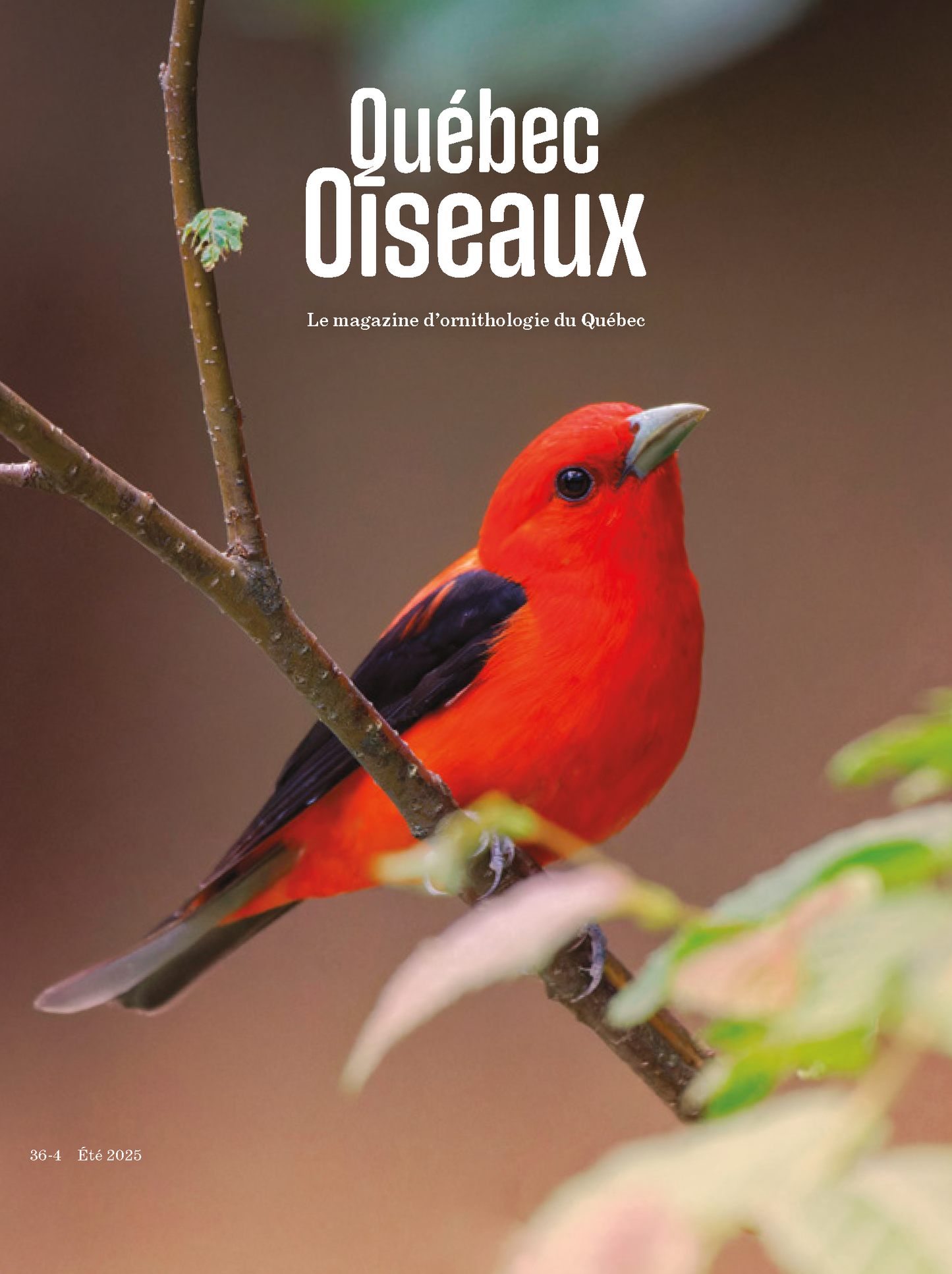 QuébecOiseaux 36(4)