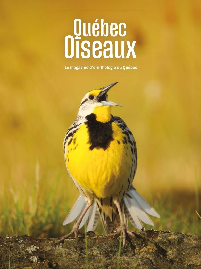 QuébecOiseaux 37(3)