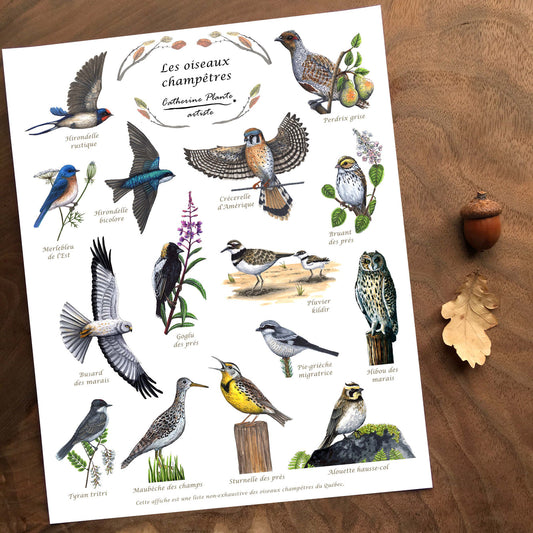 Affiche Éducative - Les oiseaux champêtres 10 x 8 po  ou 16 x 12 po