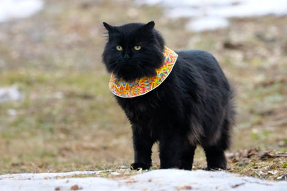 Collerette pour chat (poils longs)