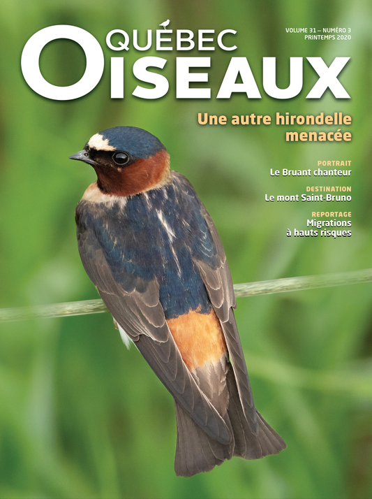 QuébecOiseaux 31(3)