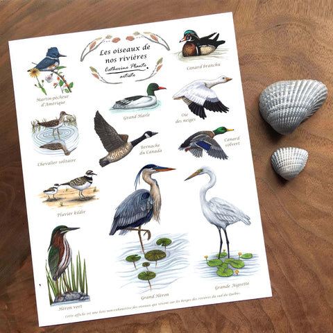 Affiche Éducative - Les oiseaux de nos rivières 10 x 8 po  ou 16 x 12 po