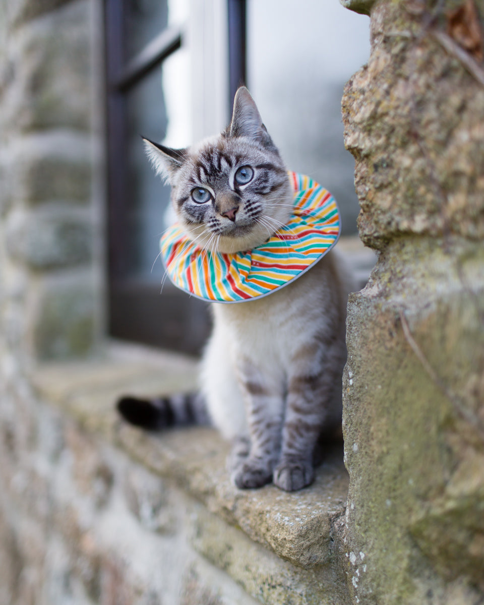 Collerette pour chat – QuébecOiseaux