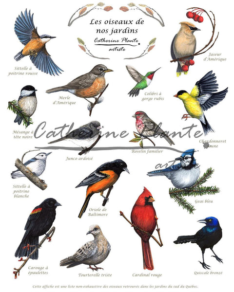 Affiche les oiseaux de nos jardins - 10 x 8 po ou 16 x 12 po- Encre pigment sur papier coton - Cardinal, Illustration, Identification