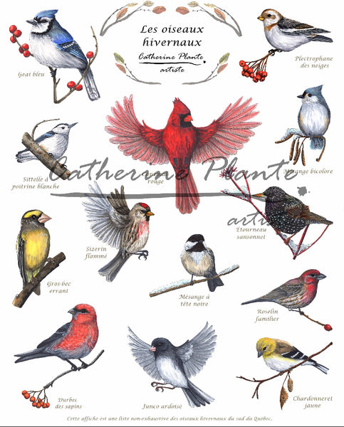 Affiche Éducative - Les oiseaux hivernaux 10 x 8 po  ou 16 x 12 po